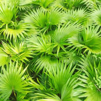 Saw palmetto extract