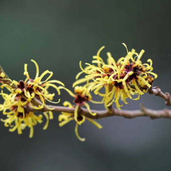 Witch hazel Witch hazel