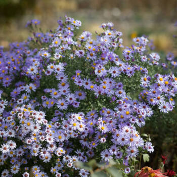 Closeup of German (blue) chamomile used in used in TS Skin Care's Blue Lotion Night Treatment