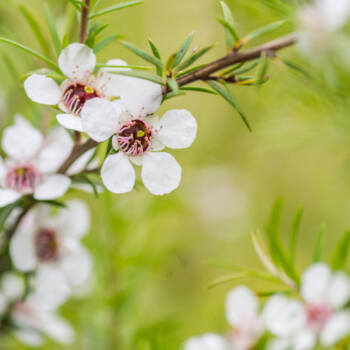 An image of the Manuka Oil, a herb that is used in TS Skin Care's Zit-O Spot Treatment acne liquid