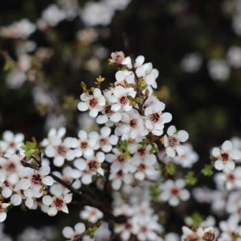 manuka oil derived from manuka tree