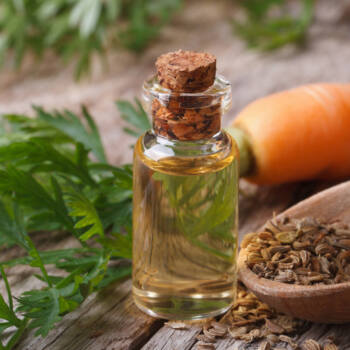 carrot seed oil ingredient highlight