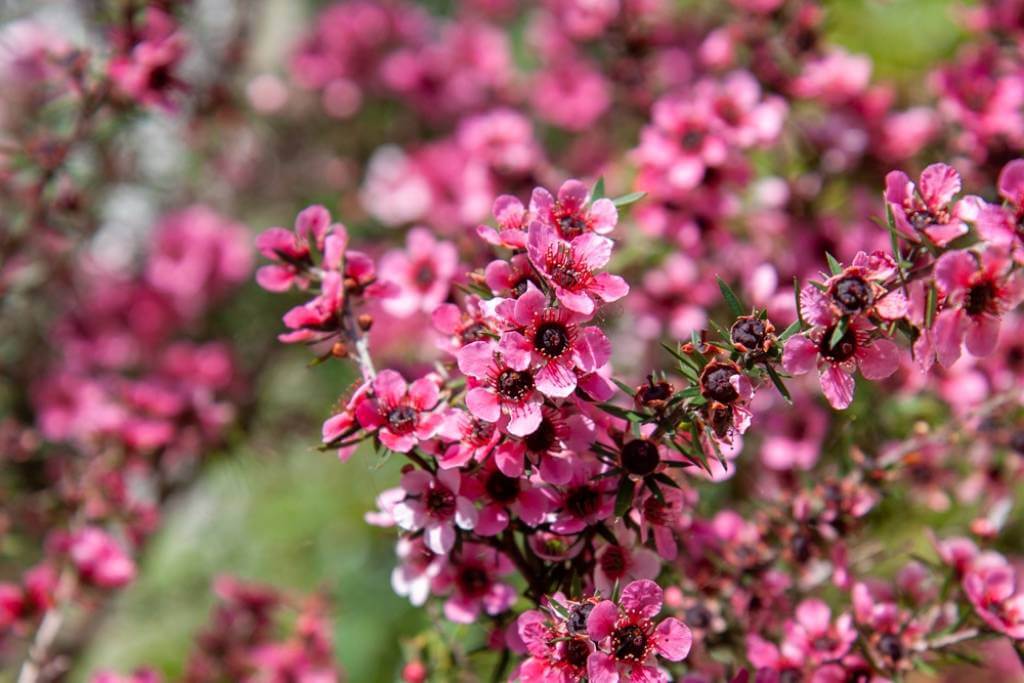 Leptospermum,Scoparium,,Pink,Manuka,Flowers,,Close-up,,Macro Close up photo of Pink Manuka flowers